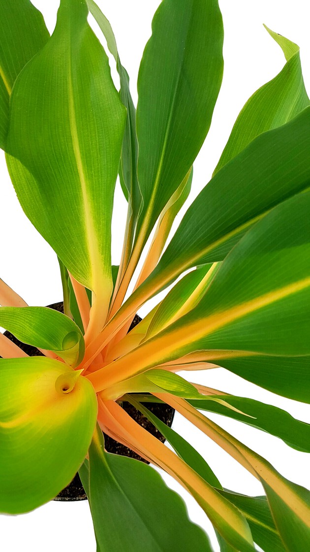 Chlorophytum orchidastrum "Green Orange" - Grünlilie