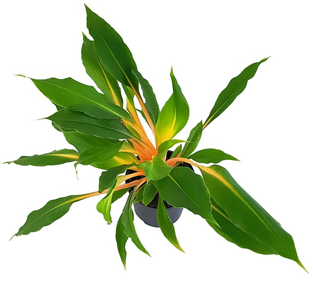 Chlorophytum orchidastrum "Green Orange" - Grünlilie