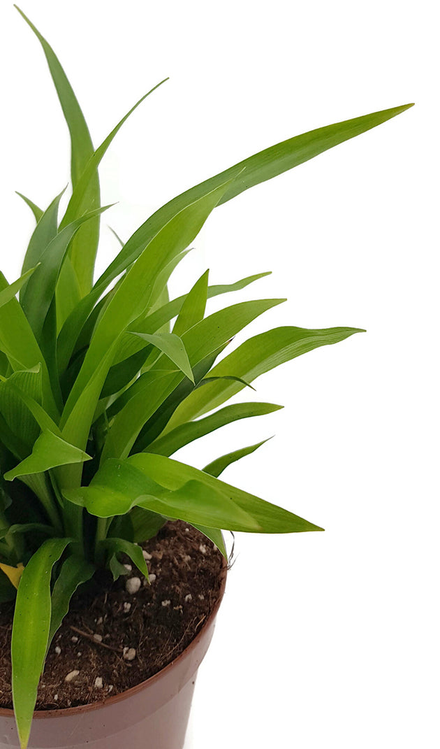 Chlorophytum lemon - Grünlilie