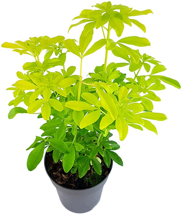 Choisya "Sundance" - mexikanische Orangenblume