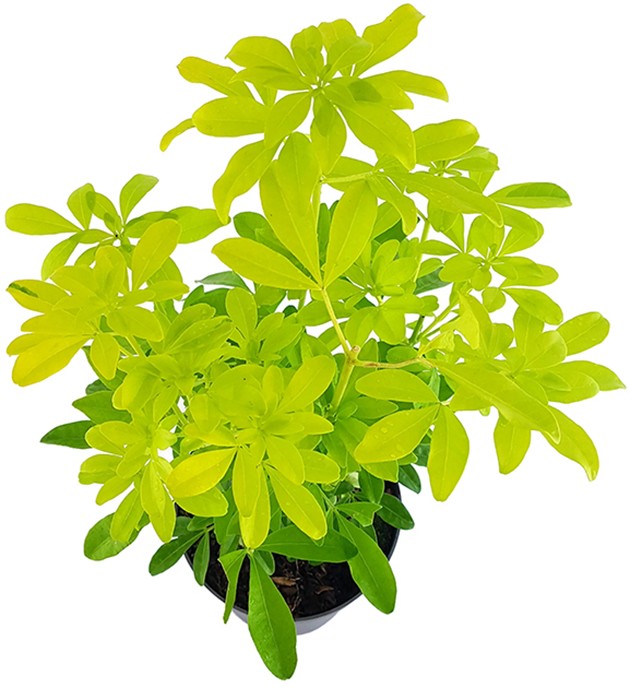 Choisya "Sundance" - mexikanische Orangenblume