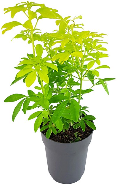 Choisya "Sundance" - mexikanische Orangenblume