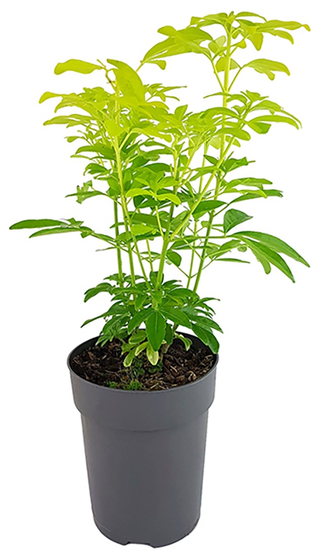 Choisya "Sundance" - mexikanische Orangenblume