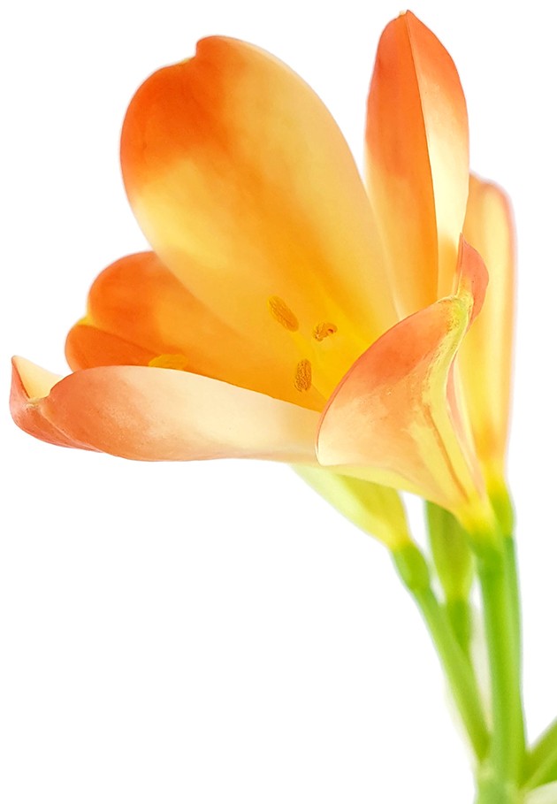 Clivia Miniata "White Lips" - orange-weiße Klivie