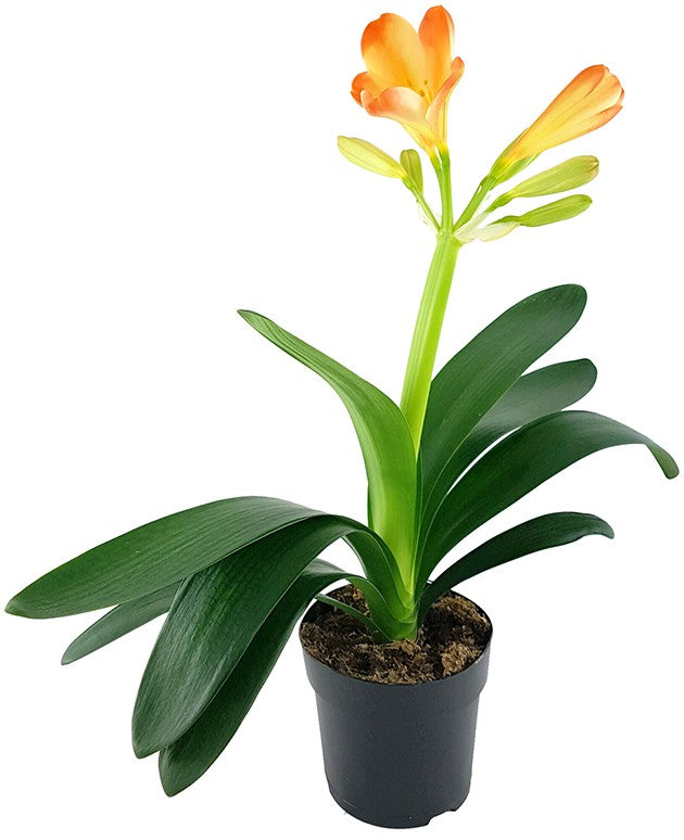 Clivia Miniata "White Lips" - orange-weiße Klivie