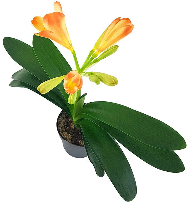 Clivia Miniata "White Lips" - orange-weiße Klivie