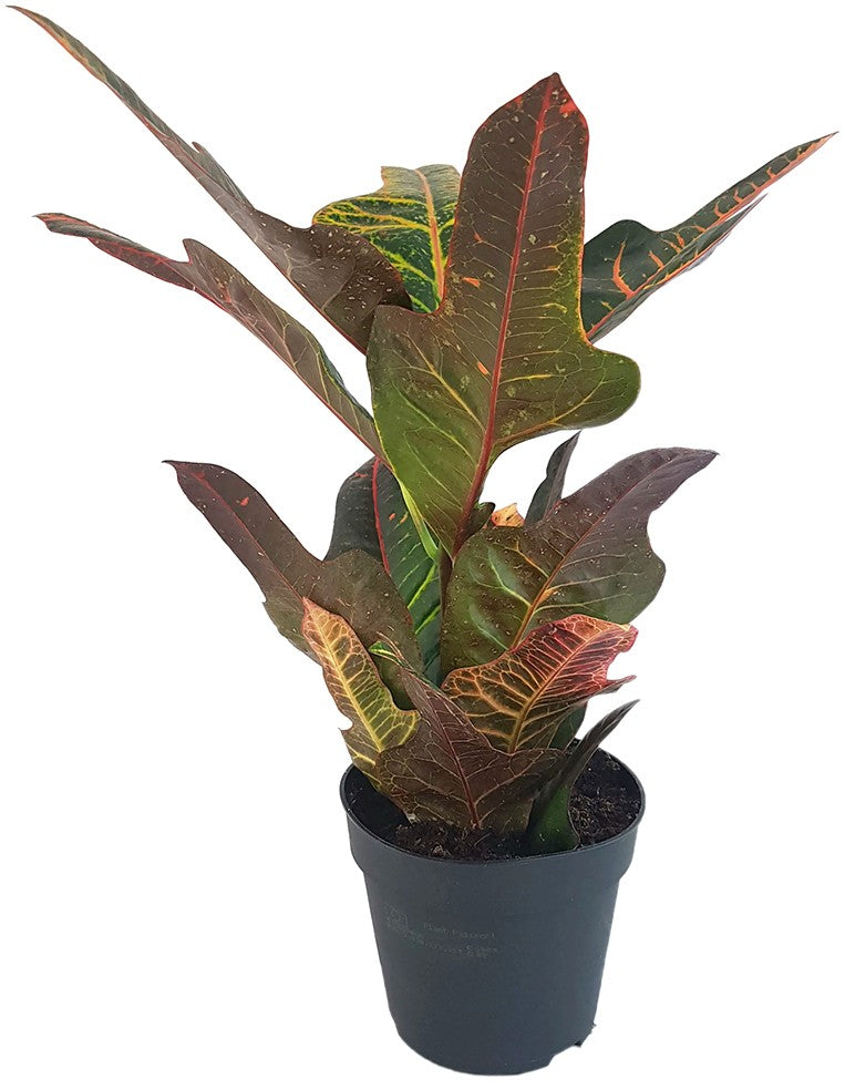 Codiaeum Croton "Excellent" - dunkler Wunderstrauch