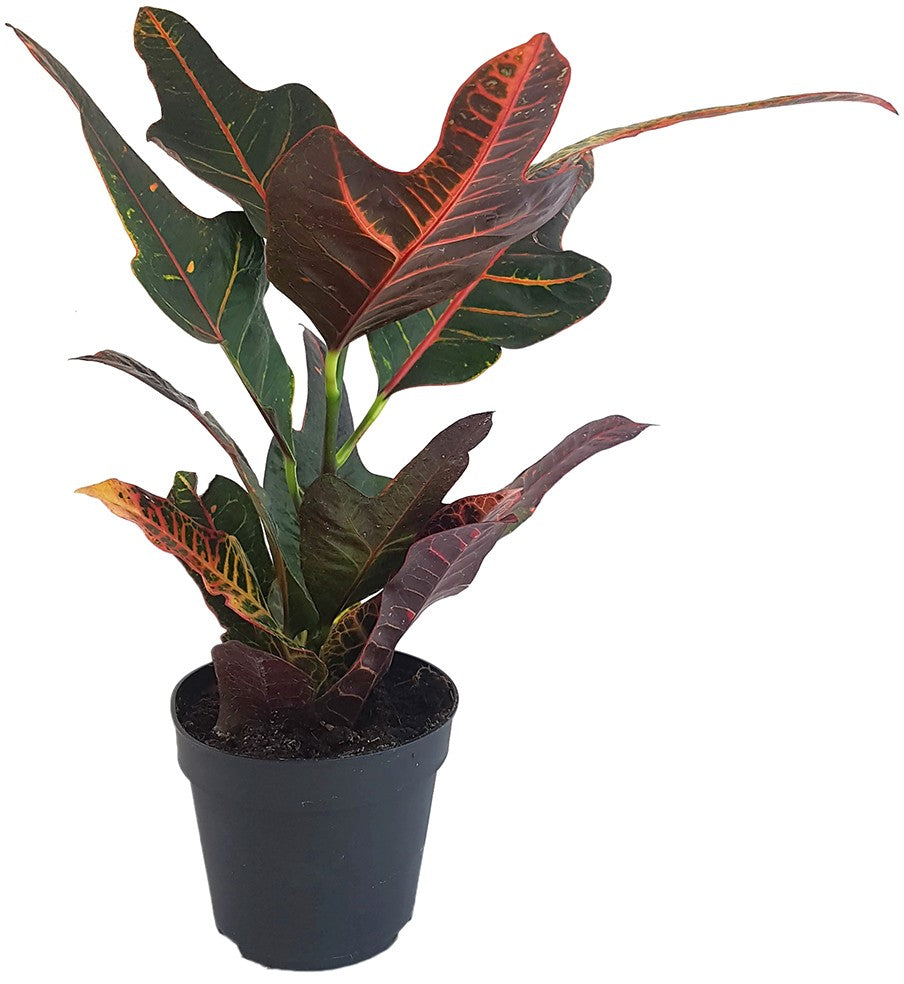 Codiaeum Croton "Excellent" - dunkler Wunderstrauch