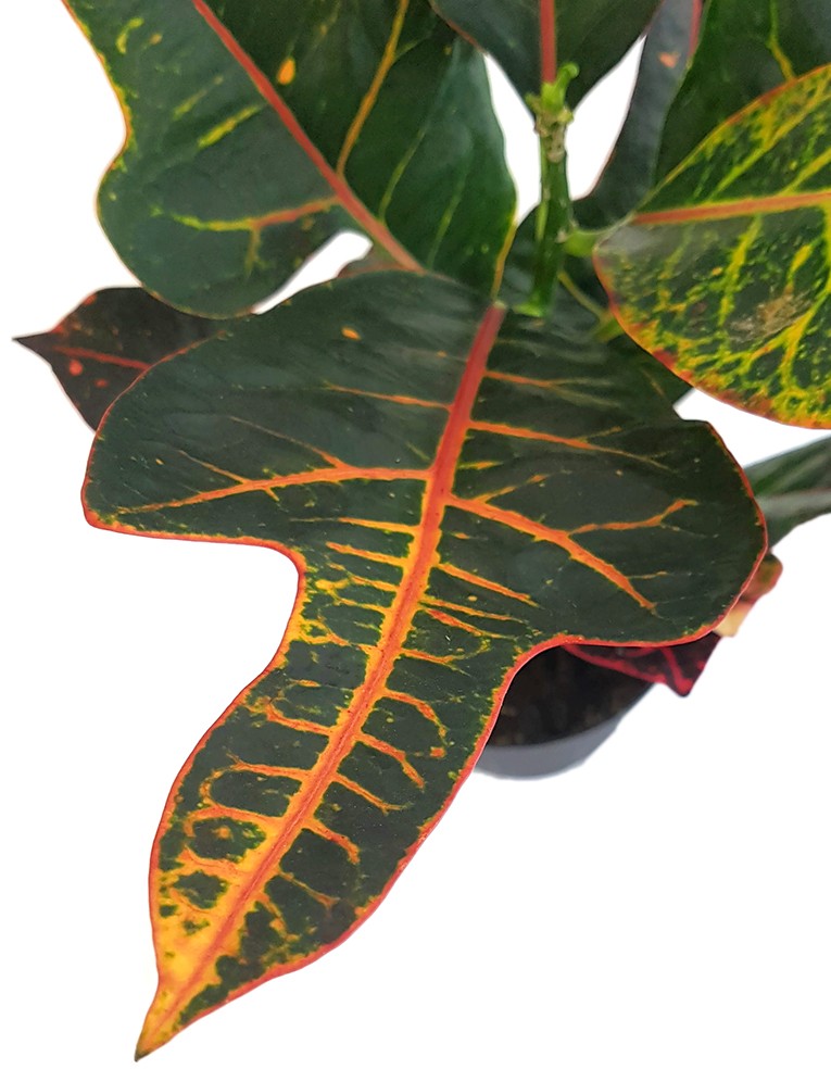 Codiaeum Croton "Excellent" - dunkler Wunderstrauch