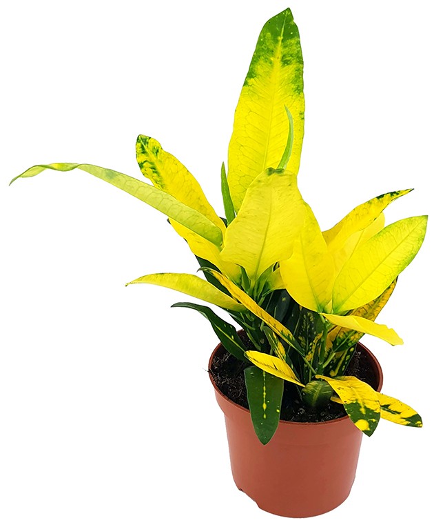 Codiaeum Croton "Sunny Star" - strahlender Wunderstrauch