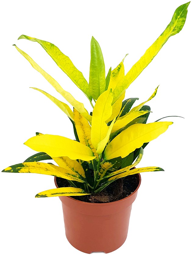 Codiaeum Croton "Sunny Star" - strahlender Wunderstrauch