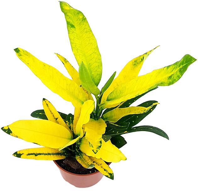 Codiaeum Croton "Sunny Star" - strahlender Wunderstrauch