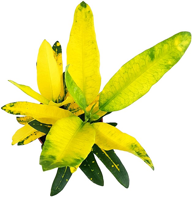 Codiaeum Croton "Sunny Star" - strahlender Wunderstrauch