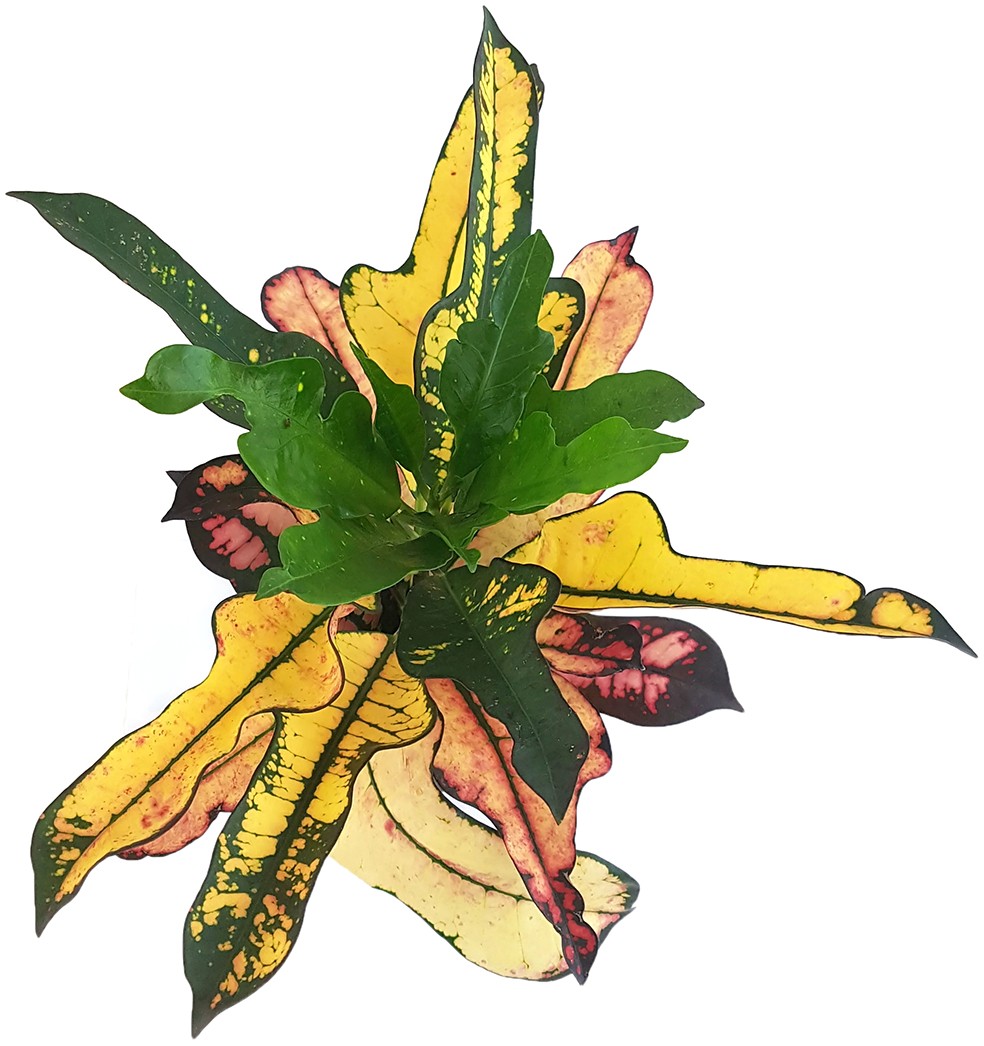 Codiaeum Croton "Wilma" - bunter Wunderstrauch