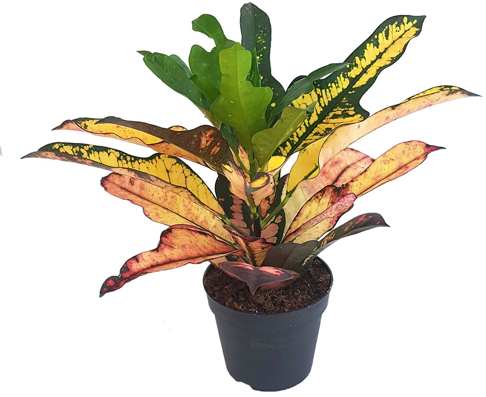 Codiaeum Croton "Wilma" - bunter Wunderstrauch