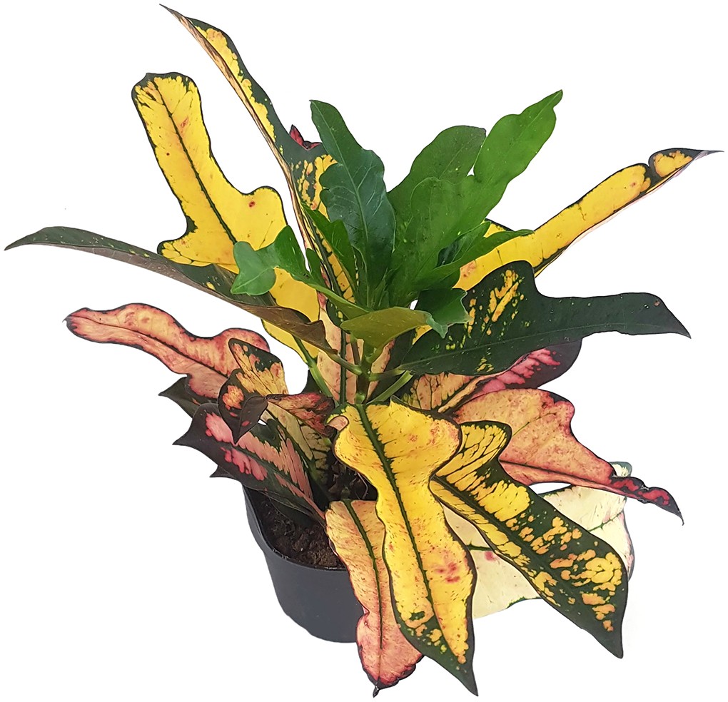 Codiaeum Croton "Wilma" - bunter Wunderstrauch