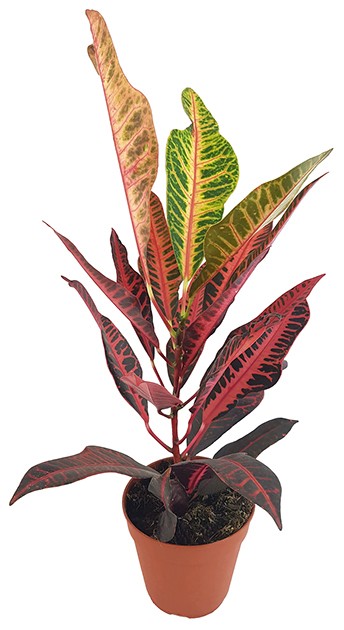 Codiaeum "Nervia" - eleganter Wunderstrauch