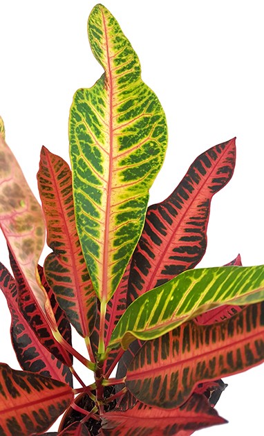 Codiaeum "Nervia" - eleganter Wunderstrauch