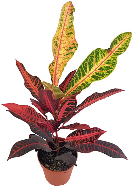 Codiaeum "Nervia" - eleganter Wunderstrauch