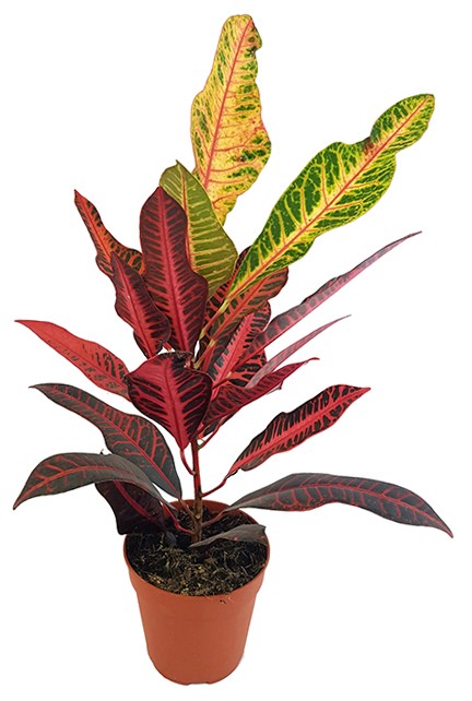 Codiaeum "Nervia" - eleganter Wunderstrauch