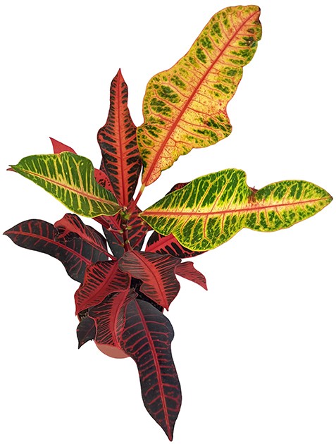 Codiaeum "Nervia" - eleganter Wunderstrauch