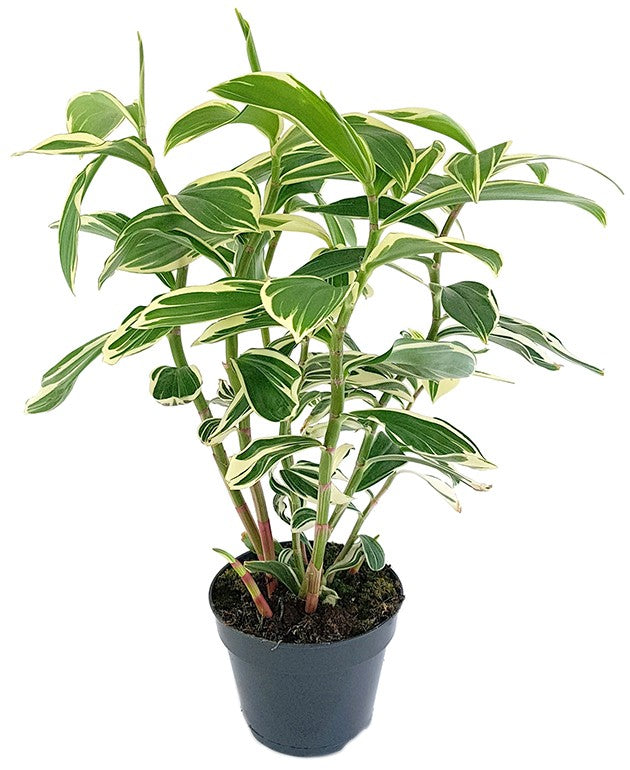 Costus "Arabicus Variegata" - Spiral-Ingwer