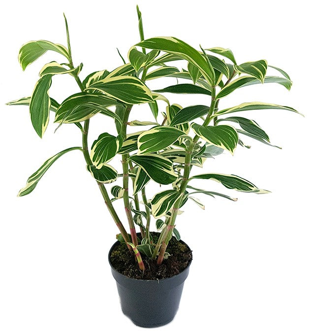 Costus "Arabicus Variegata" - Spiral-Ingwer