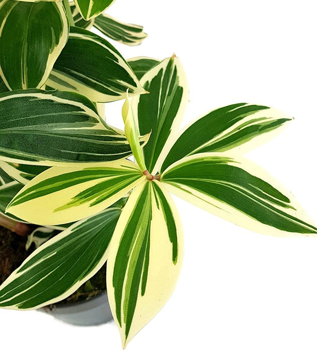 Costus "Arabicus Variegata" - Spiral-Ingwer