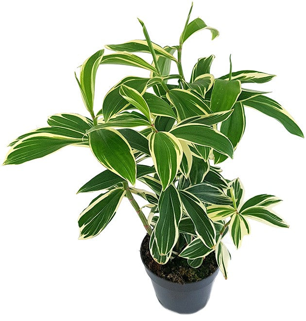Costus "Arabicus Variegata" - Spiral-Ingwer