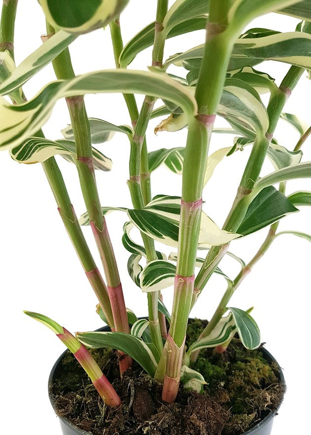 Costus "Arabicus Variegata" - Spiral-Ingwer