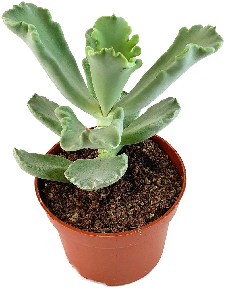 Cotyledon Coral - Sukkulente