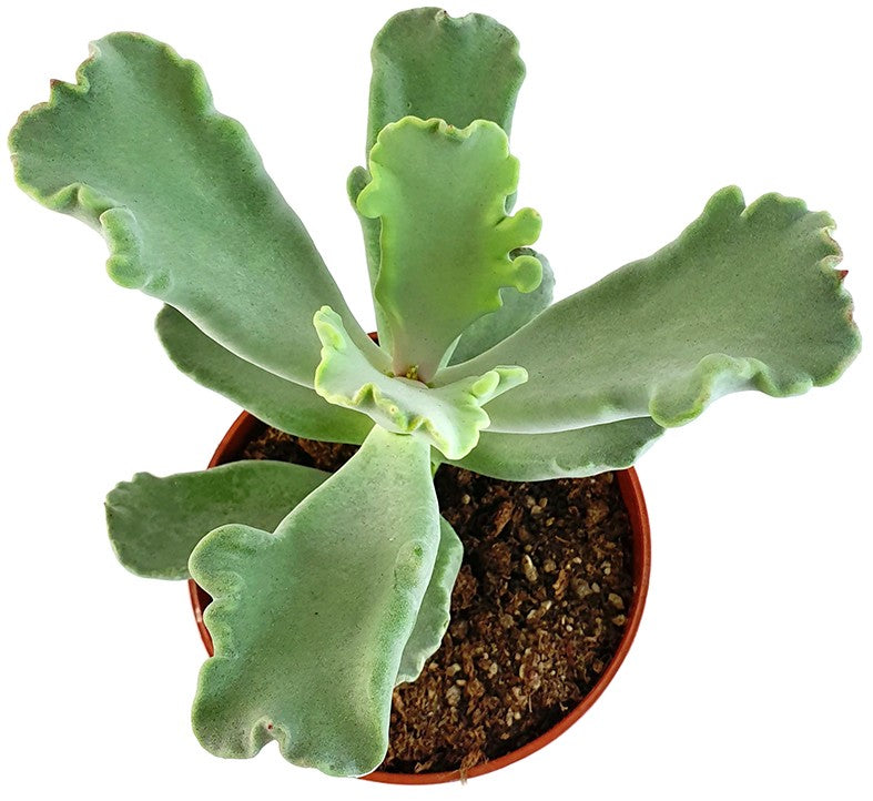 Cotyledon Coral - Sukkulente