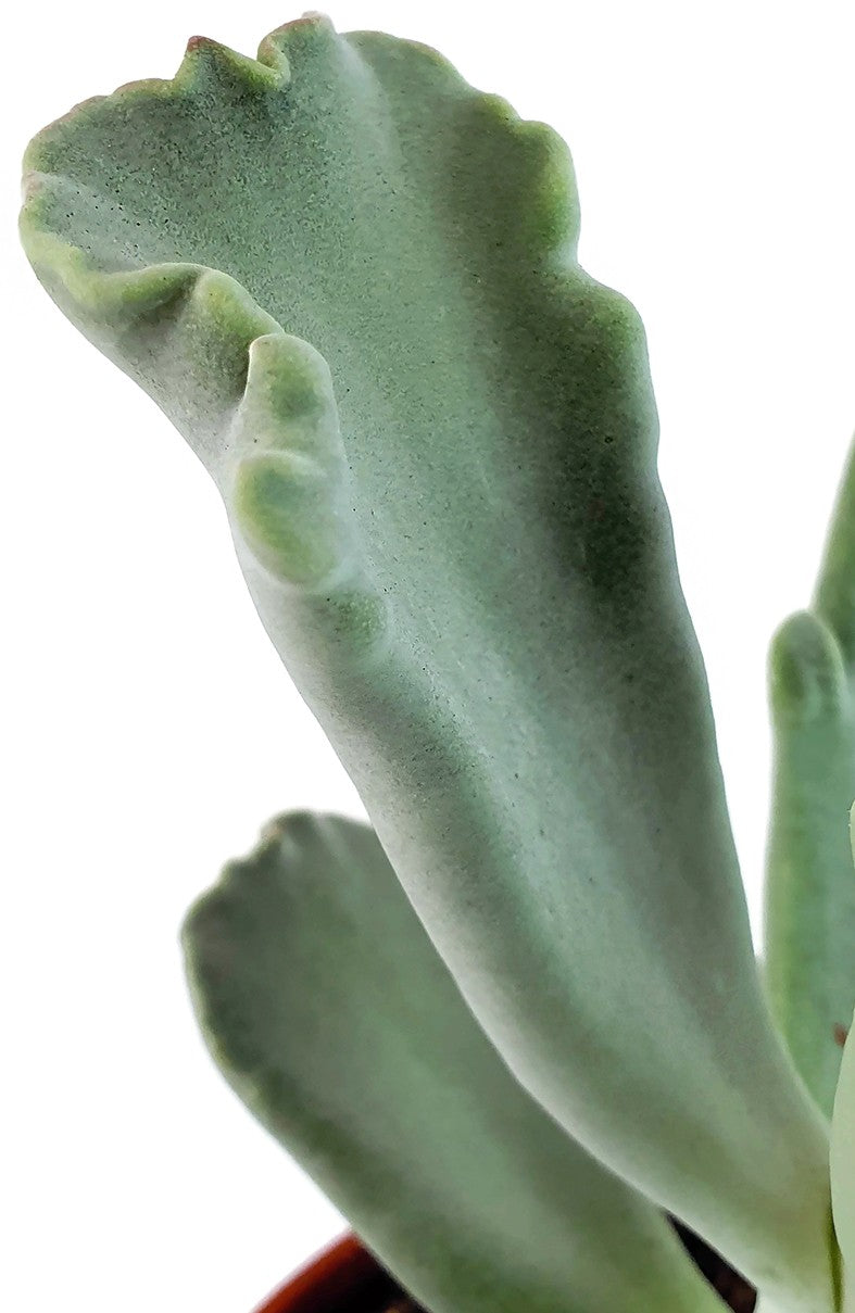 Cotyledon Coral - Sukkulente