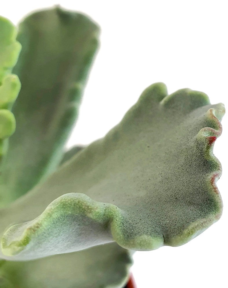 Cotyledon Coral - Sukkulente