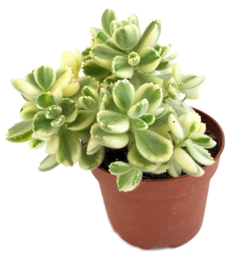 Cotyledon ladismithiensis variegata - Sukkulente
