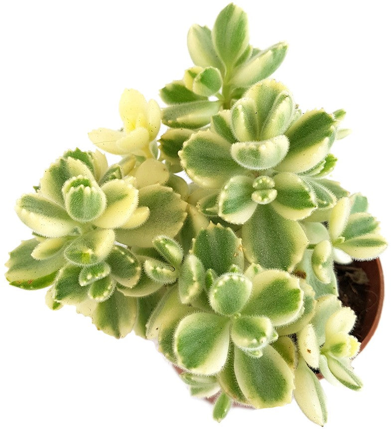 Cotyledon ladismithiensis variegata - Sukkulente