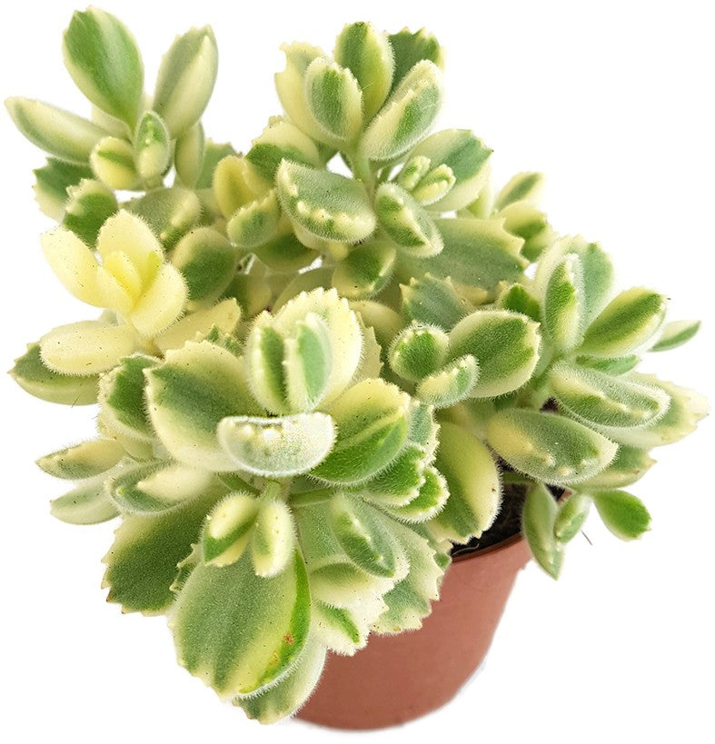 Cotyledon ladismithiensis variegata - Sukkulente