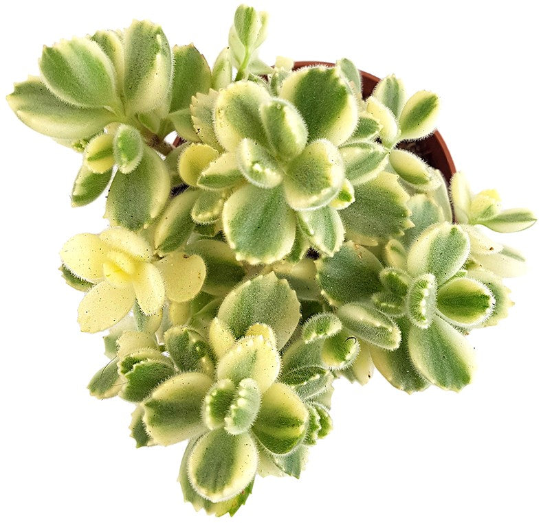 Cotyledon ladismithiensis variegata - Sukkulente