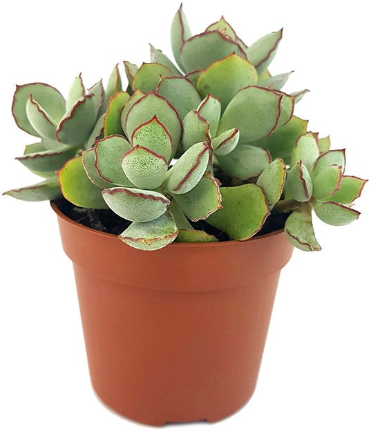 Cotyledon "Choco Line" - Sukkulente