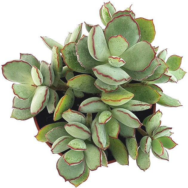 Cotyledon "Choco Line" - Sukkulente