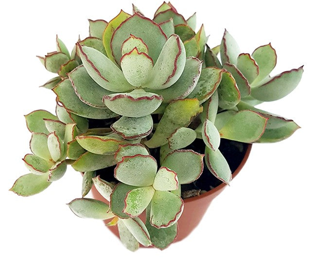 Cotyledon "Choco Line" - Sukkulente