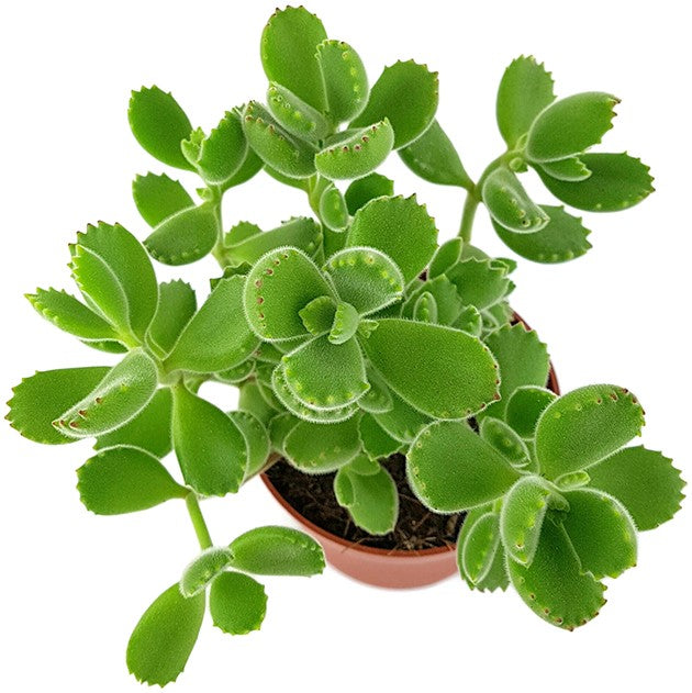 Cotyledon ladismithiensis green - Sukkulente