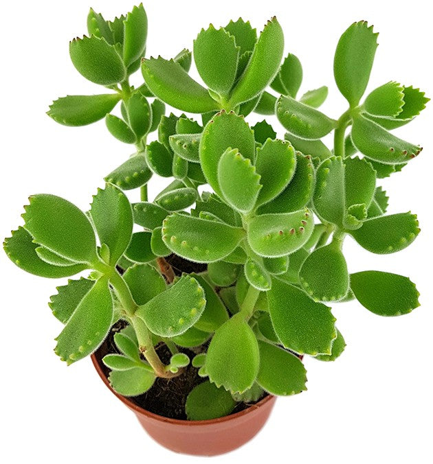 Cotyledon ladismithiensis green - Sukkulente