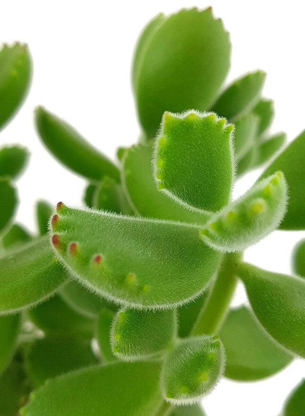 Cotyledon ladismithiensis green - Sukkulente