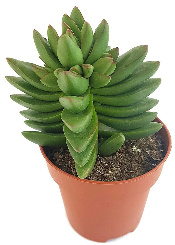 Crassula "Benjamin" - Sukkulente