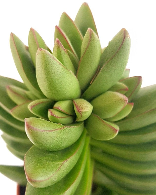 Crassula "Benjamin" - Sukkulente