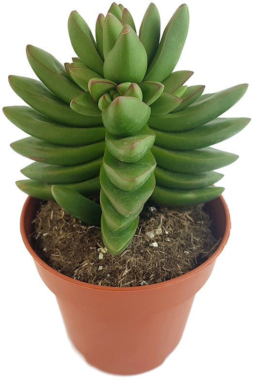 Crassula "Benjamin" - Sukkulente