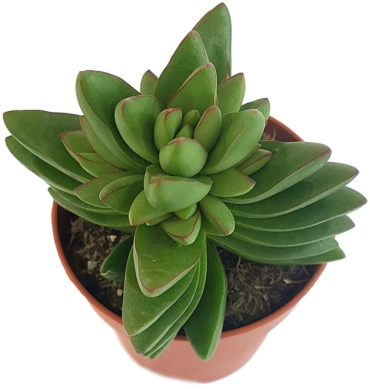 Crassula "Benjamin" - Sukkulente