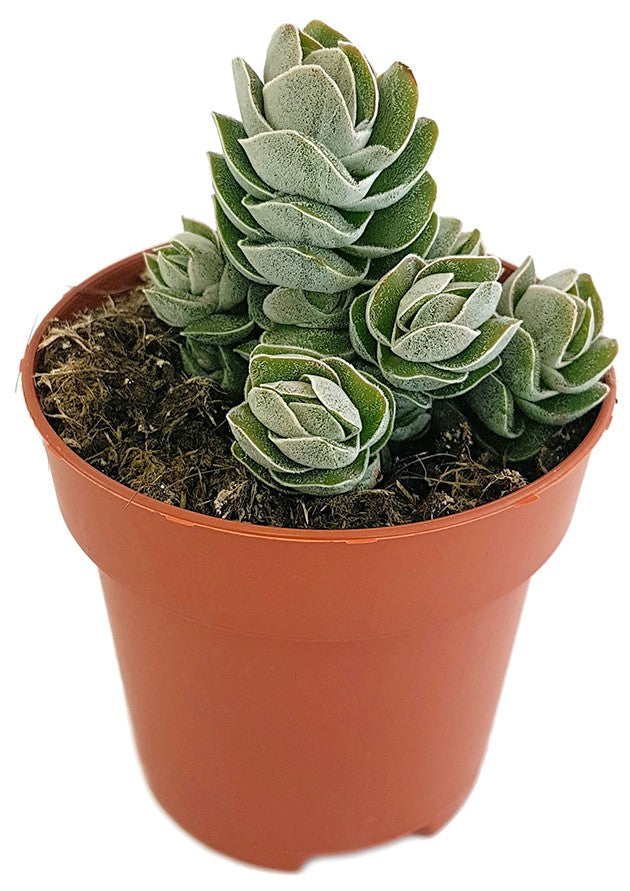 Crassula "Pangolin" - dekoratives Dickblatt