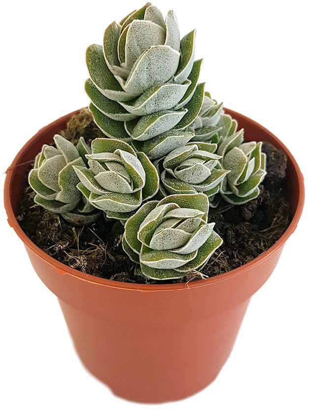Crassula "Pangolin" - dekoratives Dickblatt